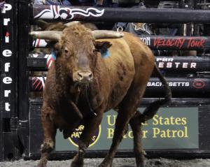 The PBR Pendleton Whisky Velocity Tour (Beatbox PBR Worcester) at the DCU Center in Worcester, Massachusetts February 22, 2025.